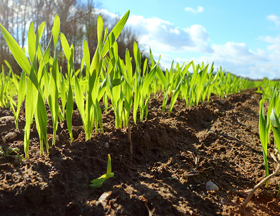 Driving net zero – is Agri-Tech ready to capture carbon?