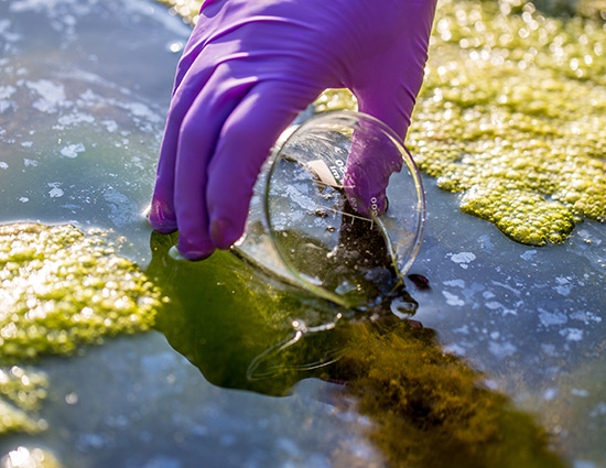 Turning trash to cash: microalgae cultivation to mitigate environmental waste impact