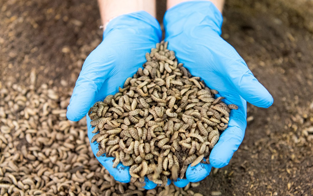 Automated synthetic biology for high-protein food production