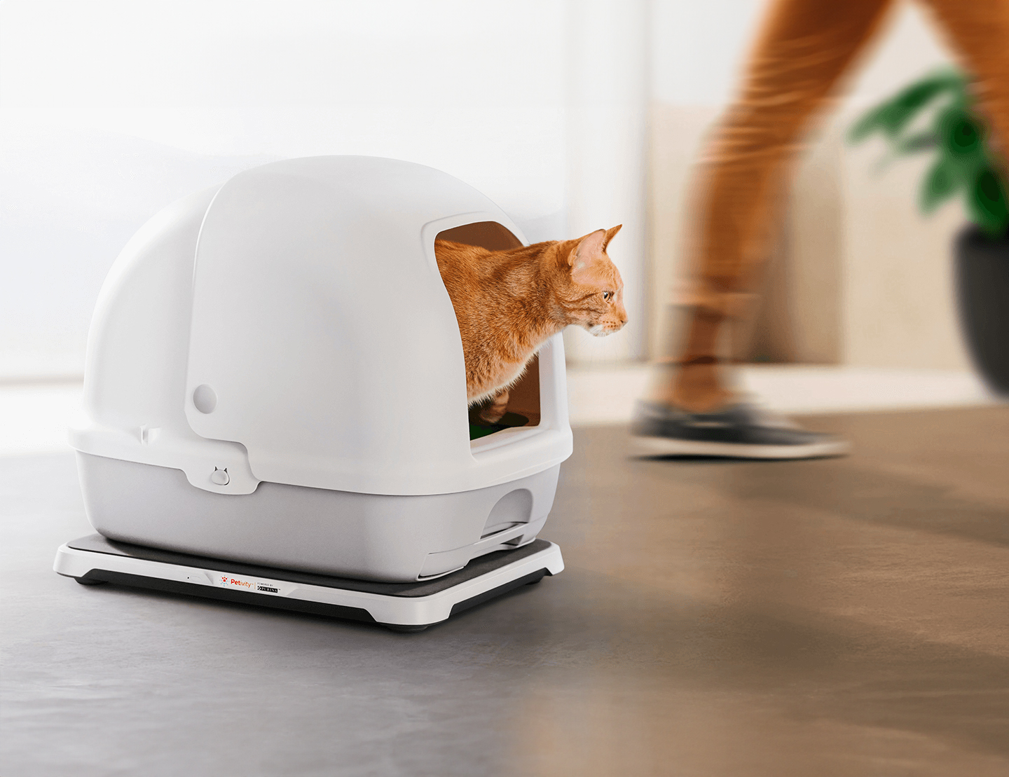 AI pet care transformation for Purina