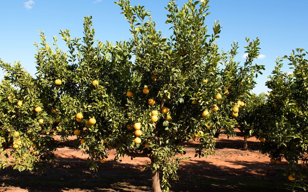 Working with Netafim to save 20% more water than standard irrigation