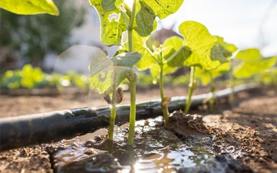 Building agricultural resilience through cross-sector innovation