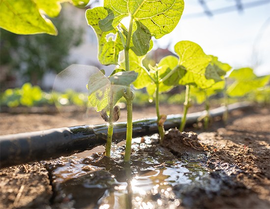 Building agricultural resilience through cross-sector innovation